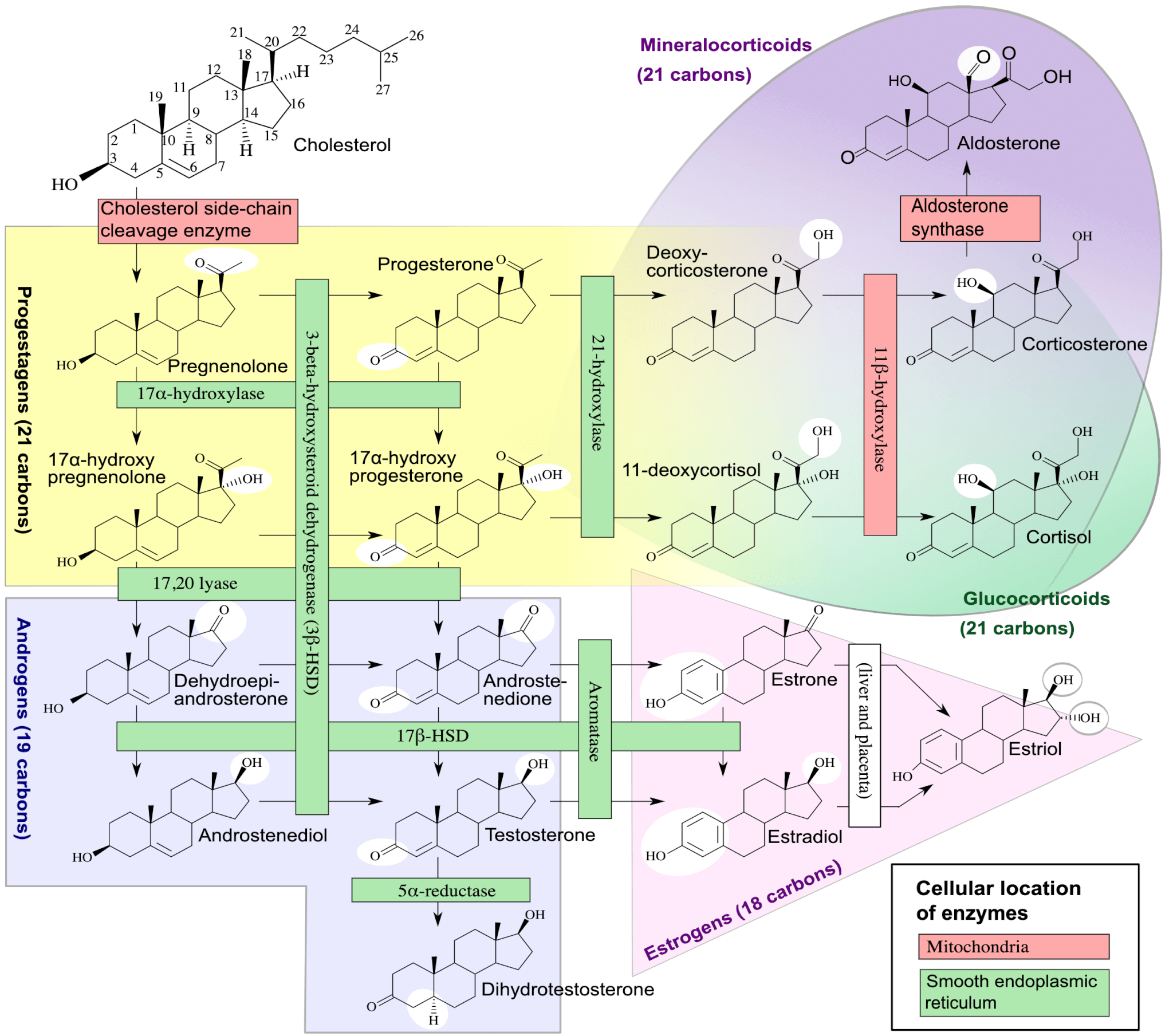 Steroidogenesis Chart